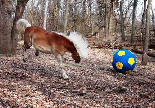 rustyhalflinger_orig